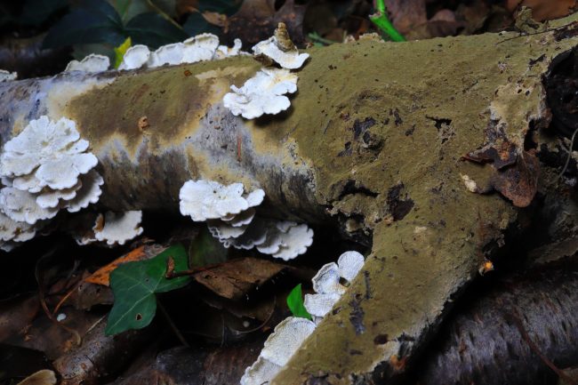 3_The close relative of the Wet Rot fungi Coniophora olivacea growing with Crimped Gills on a rotten birch log