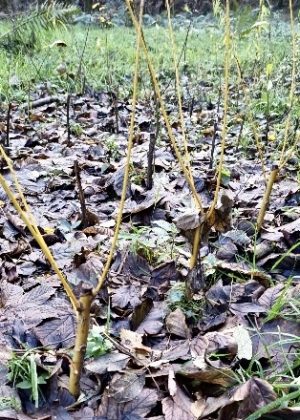 Making walking sticks – from stems picked out of the woodlands