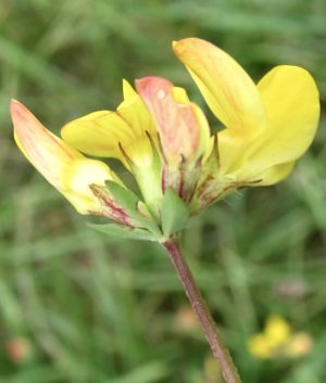 trefoil / vetch