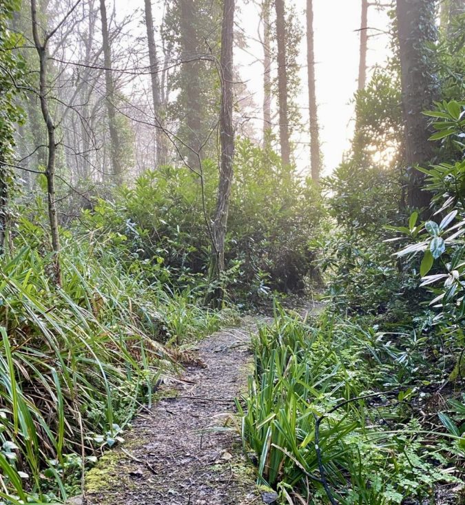 mast strewn woodland path