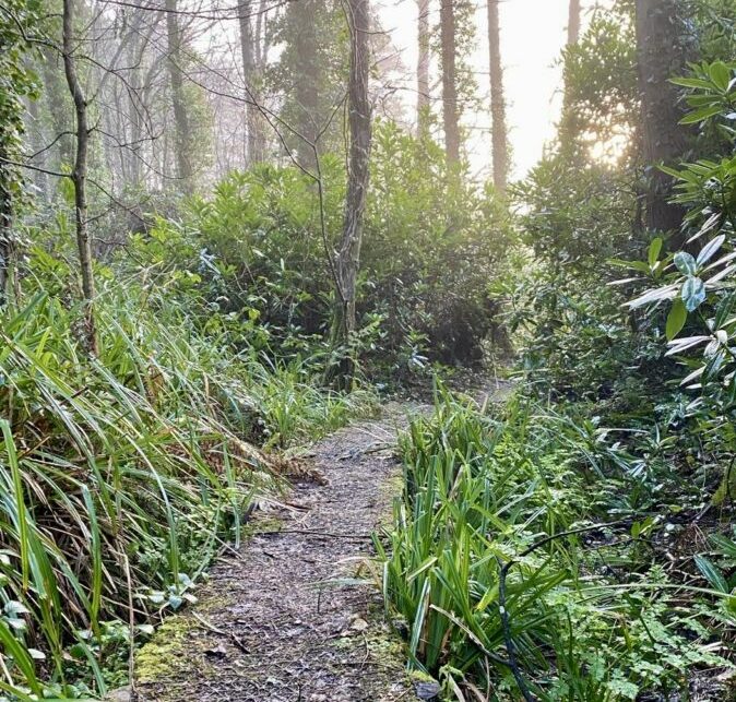 mast strewn woodland path