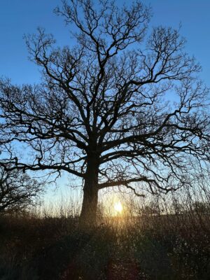Woodland Oaks.