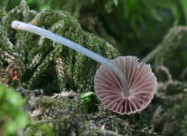 The gills of the Fairy Inkcap are fairly distant and turn from the same grey as the cap to black as the spores develop