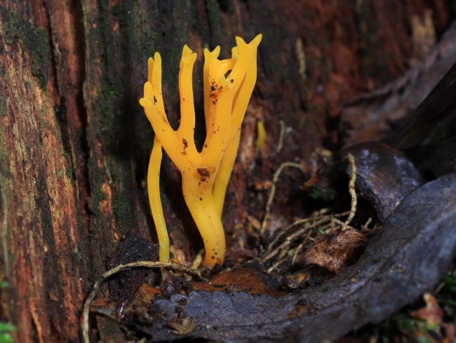 Yellow Stagshorn (Calocera viscosa)