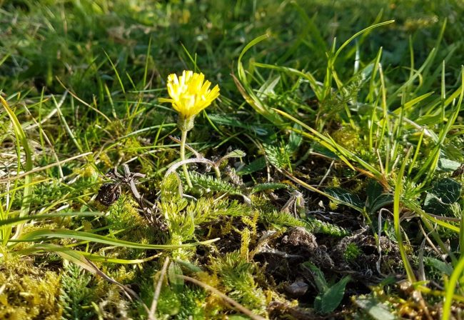 Hawkweed