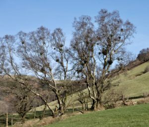 A besom or a witch’s broom ?