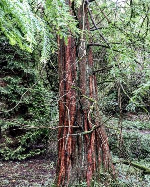 Unusual and exotic trees - the Dawn Redwood