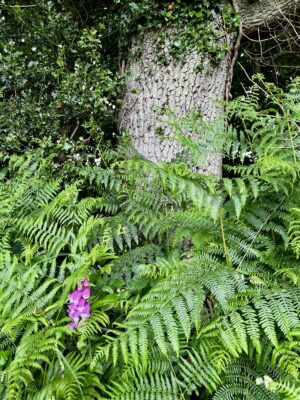 Can bracken be defeated?