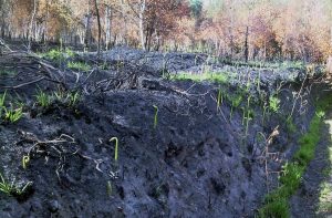 woodland recovering from fire