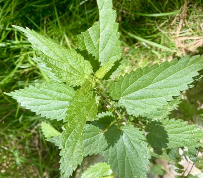 stinging nettle