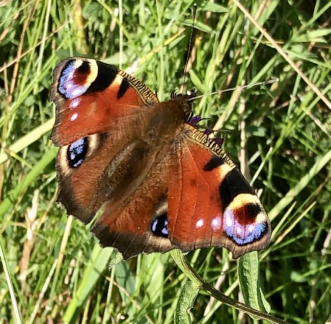 peacock