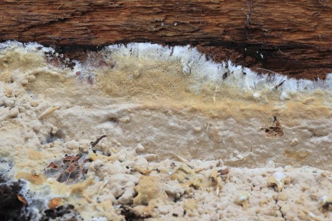 A cream yellow crust fungus with white margins growing on a garden shed was revealed to be Asterostroma cervicolor or the Fawn Starweb