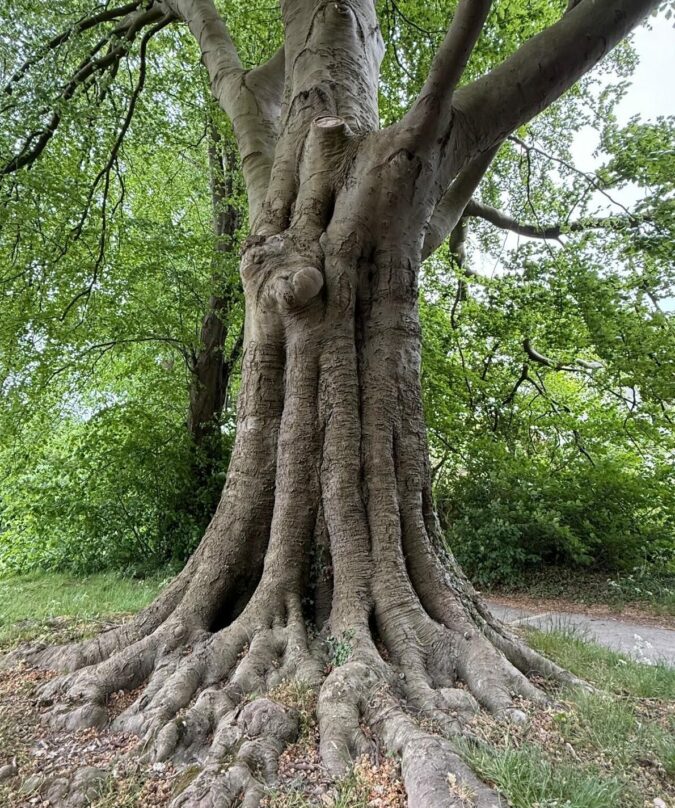 beech bole