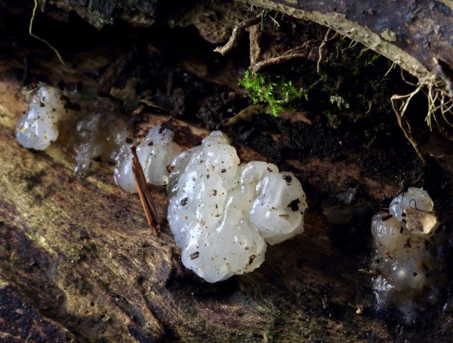 The White Brain, distinguished from the the Crystal Brain by the absence of crystals