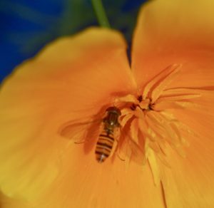 Flowering plants and pollinators