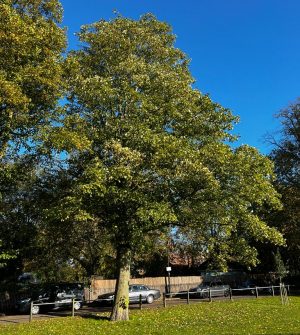 The sycamore : Acer pseudoplatanus.