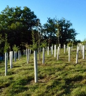 Tree planting - is it always a good thing?