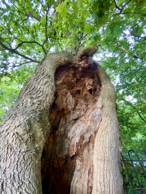 veteran tree