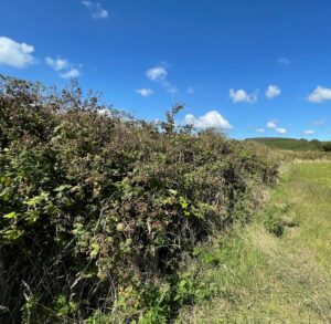 Reaves, hedges and hedgerows