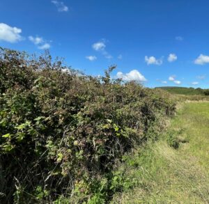Reaves, hedges and hedgerows