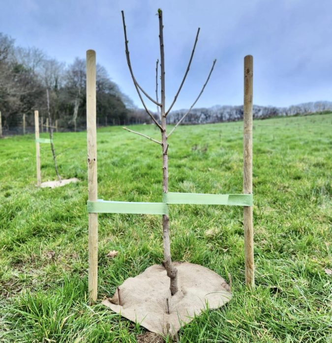 tree planting