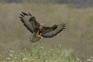 Woodcock Wood's Buzzards