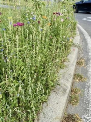 Mini-meadows of wild flowers