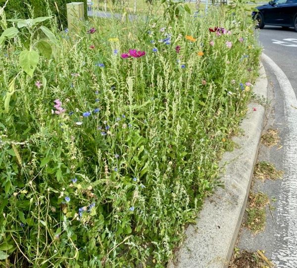 roadside flora