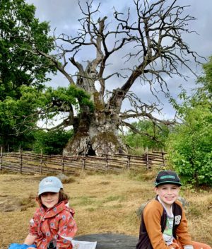Veteran trees and an ancient swedish oak