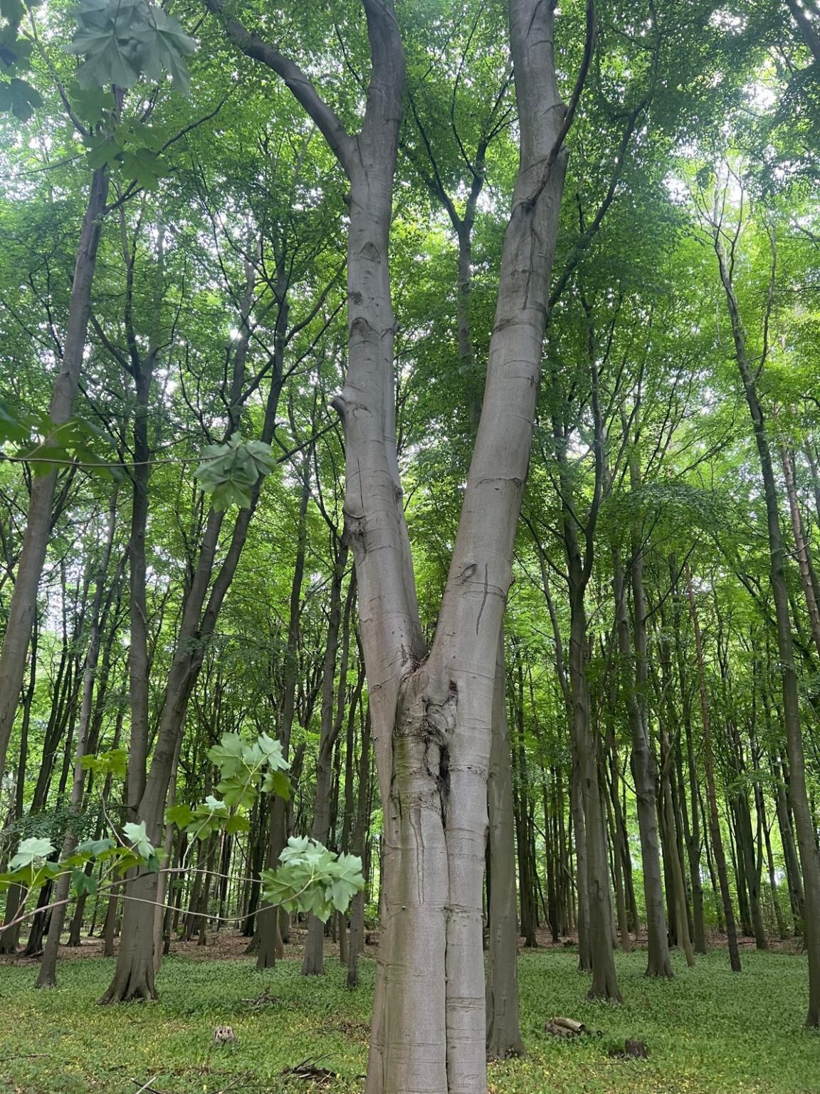 The beech tree