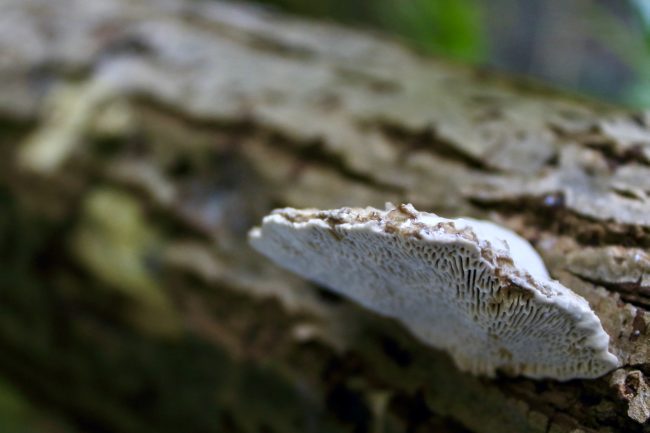 A Lumpy Bracket (Trametes gibbosa), showing the elongated pores on its underside