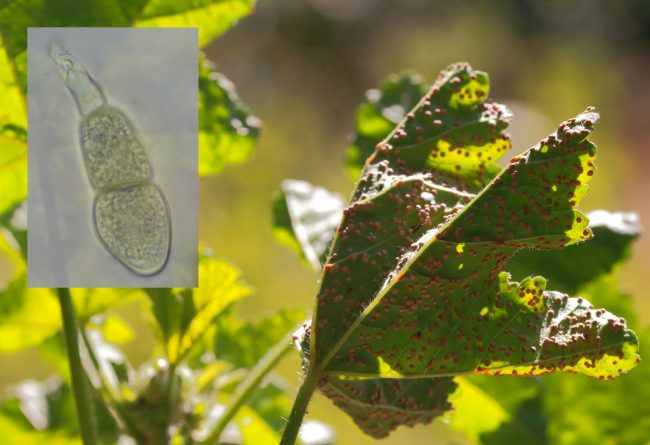 A Mallow Rust (Puccinia malvacearum) on Common Mallow showing telia and teliospore