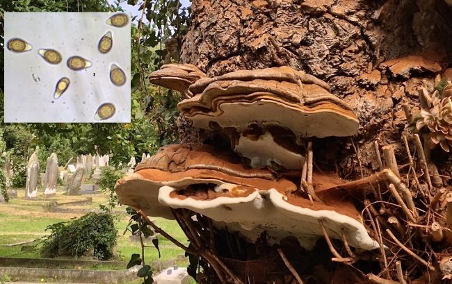 A Southern Bracket (Ganoderma adspersum), in this case identified by looking at its spores.