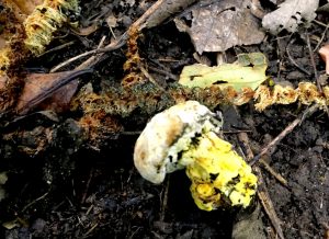 September’s Fungi Focus: Boletes and the Bolete Eater (Hypomyces chrysospermus)