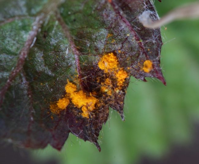 A bramble leaf sneaking through the garden fence with Blackberry Leaf Rust on it