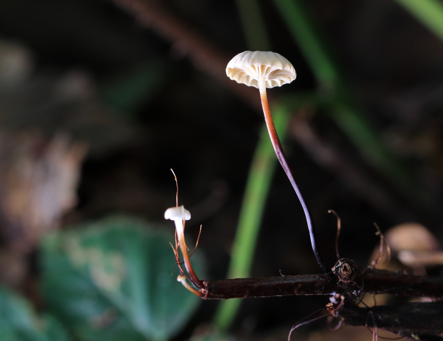 A key means of differentiating the Collared Parachute from similar collared species is that is grows on twigs rather than leaf litter