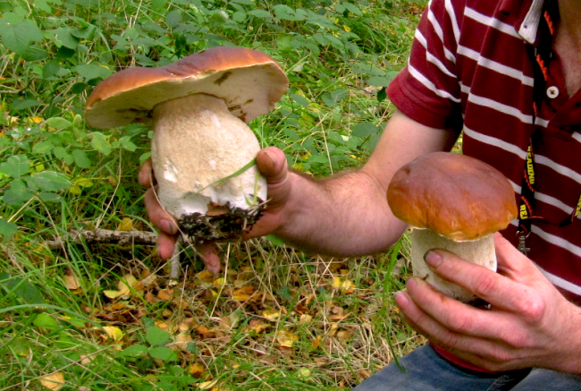 A pristine pair of Porcini, or Penny Buns