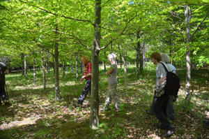 A 'SWOG' visit to Ferriby Wood