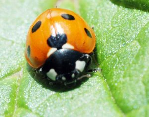 Ladybirds or bishy barnabees.