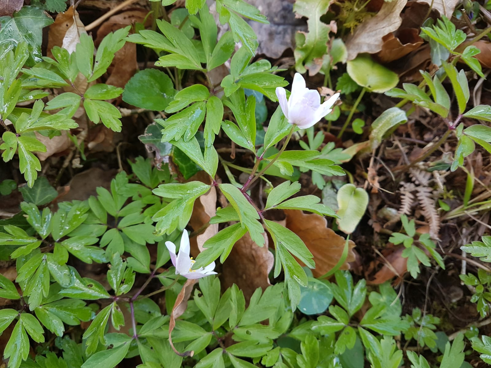 wood anemone