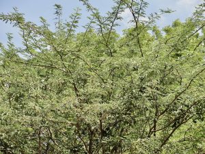 Unusual or exotic trees : Mesquite.