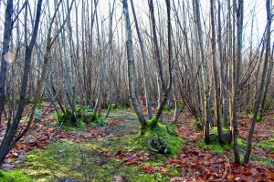 Chestnut coppicing - an alternative to the 15 or 18 year cycle