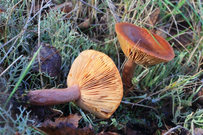 Another distinctive smelling mushroom, the Curry Milkcap.
