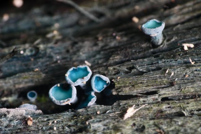 Another example of what is assumed to be Turquise Elfcup
