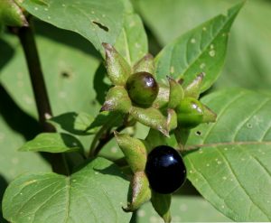 Deadly nightshade (Atropa belladonna)