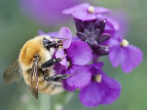 Bumblebees need a caffeine fix!