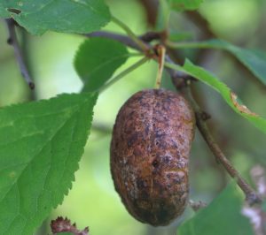 June’s Fungi Focus: Pocket Plum (Taphrina pruni)