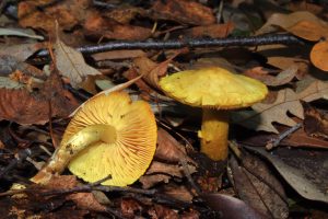 October Fungi Focus: The Sulphur Knight (Tricholoma sulphureum)