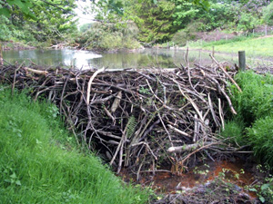 Beavers - reducing pollution?