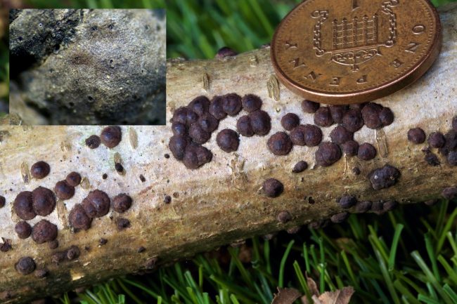 Beech Woodwart has indented or umbilicate ostioles, another key in distinguishing it from Birch Woodwart